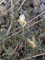 Astragalus obscurus
