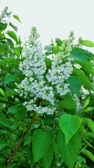 Syringa vulgaris