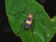 Hexatoma constricta