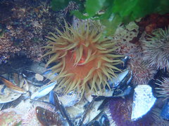 Pseudactinia