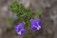 Scutellaria potosina