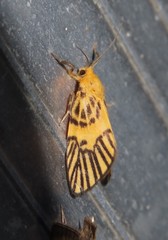 Indiania citrona