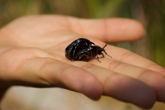 Cotinis antonii