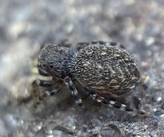 Talavera minuta