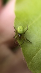 Araniella