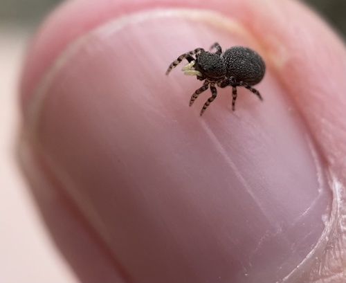 Photo of Minute Jumping Spider (Talavera minuta)