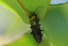 Acantholyda erythrocephala