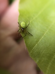 Araniella