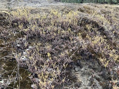 Sedum radiatum