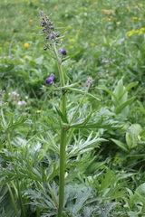 Aconitum septentrionale