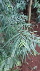 Afrocarpus falcatus
