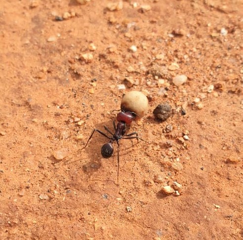 Messor cephalotes