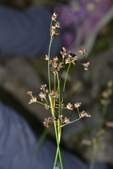 Luzula sylvatica henriquesii