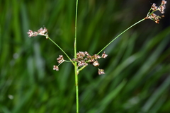 Luzula sylvatica henriquesii