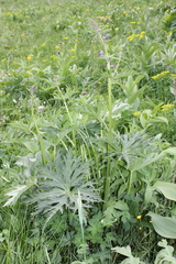 Aconitum septentrionale