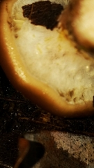 Armillaria gallica image