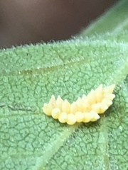 Xanthogaleruca luteola