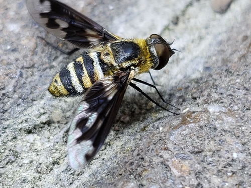 Band-winged Bee Fly photo 2