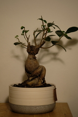 Ficus retusa