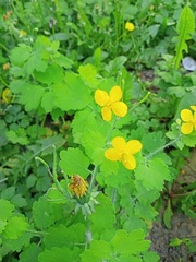 Chelidonium majus