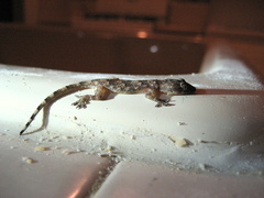 Hemidactylus mabouia
