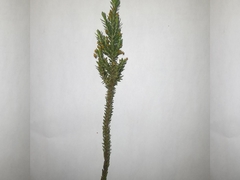 Struthiola parviflora