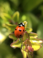 Coccinella septempunctata