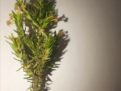 Struthiola parviflora