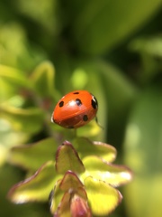 Coccinella septempunctata