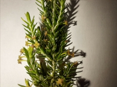 Struthiola parviflora