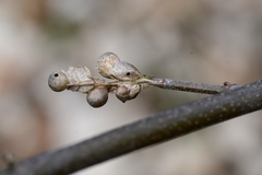 Pediaspis aceris