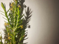 Struthiola parviflora