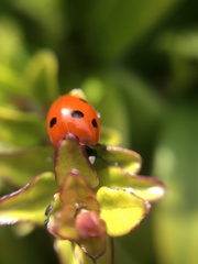 Coccinella septempunctata