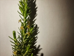 Struthiola parviflora