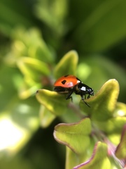 Coccinella septempunctata