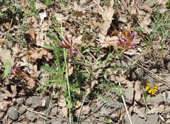Astragalus monspessulanus monspessulanus