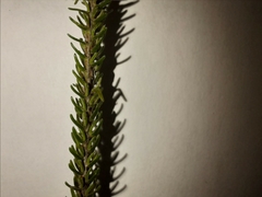 Struthiola parviflora