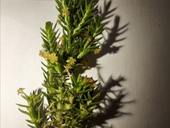 Struthiola parviflora