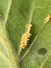 Xanthogaleruca luteola