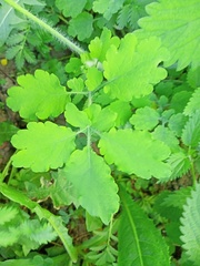Chelidonium majus