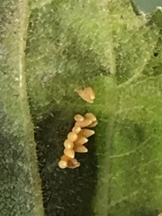 Xanthogaleruca luteola