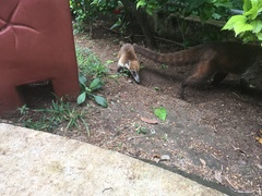 Nasua narica yucatanica