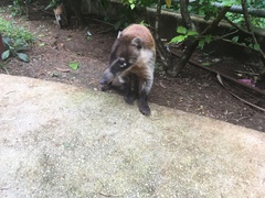 Nasua narica yucatanica