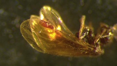 Ectopsocidae