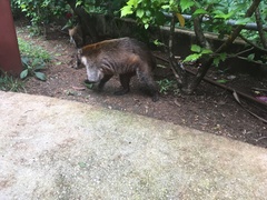 Nasua narica yucatanica