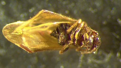 Ectopsocidae