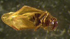 Ectopsocidae