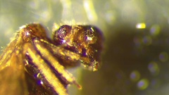 Ectopsocidae