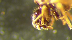 Ectopsocidae