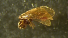 Ectopsocidae
